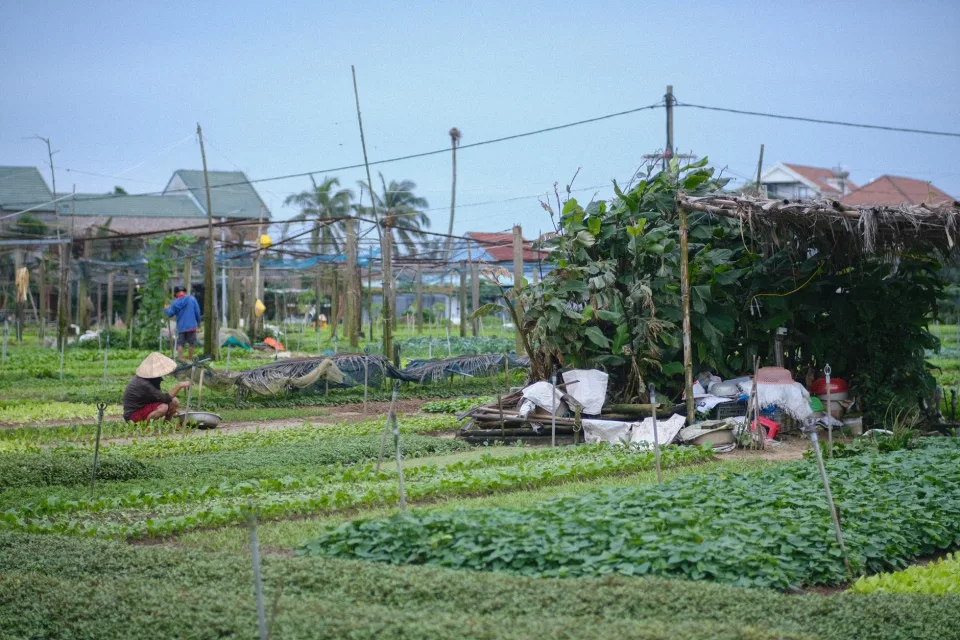 Vườn rau của Thuận Lê
